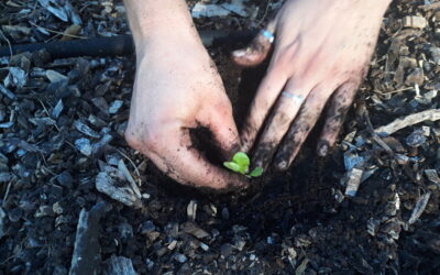 Planting at the Training Resource Center